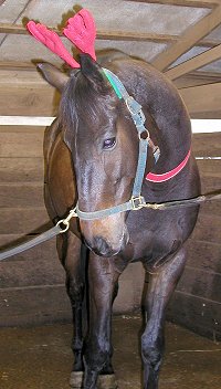 Irish is in the holiday spirit.