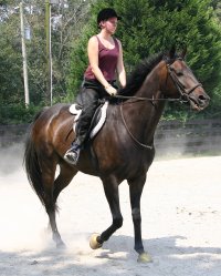 17 hand Thoroughbred horse for sale - Irish and Alix - September 3, 2005