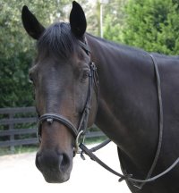 Irish Morning Mist - September 3, 2005