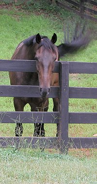 Irish at Bits & Bytes Farm