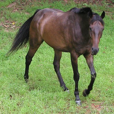 Irish at Bits & Bytes Farm