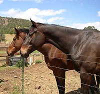 Irish and Lord Sexton 