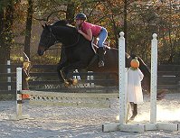 17 hand Thoroughbred horse for sale - Irish and Alix - September 3, 2005