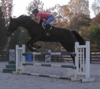 Irish Morning Mist is a dark bay Thoroughbred horse for sale. November 5, 2005