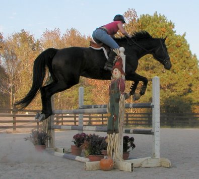 Irish Morning Mist - a Thoroughbrd horse for sale at Bits & Bytes Farm- November 5, 2005