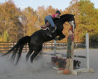 Irish Morning Mist - a Thoroughbrd horse for sale at Bits & Bytes Farm- November 5, 2005