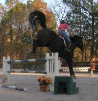 Irish Morning Mist loves to jump!