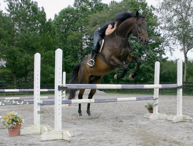Irish Morning Mist is one of our horses for sale at Bits & Bytes Farm. - June 28, 2005