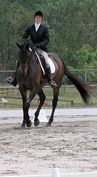 Irish Morning Mist finished in second place at his first combined training competition. Irish is a Thoroughbred horse for sale at Bits & Bytes Farm.