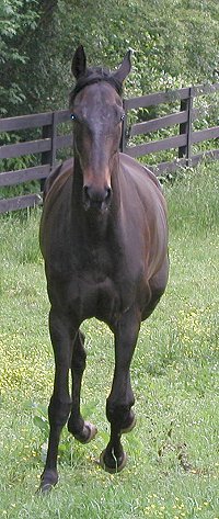 Thoroughbreds for sale at Bits & Bytes Farm