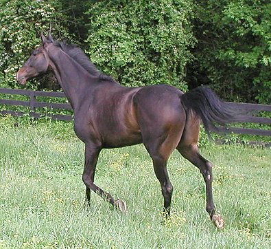 Joe Bear at Bits & Bytes Farm