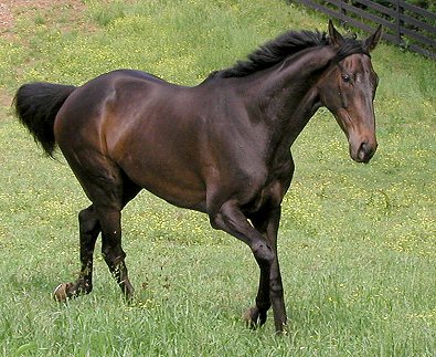 Horses fro sale at Bits & Bytes Farm