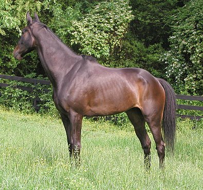 Joe Bear at Bits & Bytes Farm