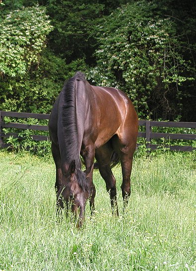 Joe Bear at Bits & Bytes Farm