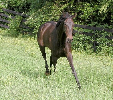 Joe Bear at Bits & Bytes Farm