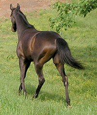 Thoroughbreds for sale at Bits & Bytes Farm