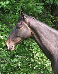 Horses for Sale at Bits and Bytes Farm