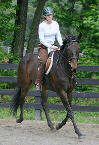 Joe Bear - Horse for sale at Bits & Bytes Farm