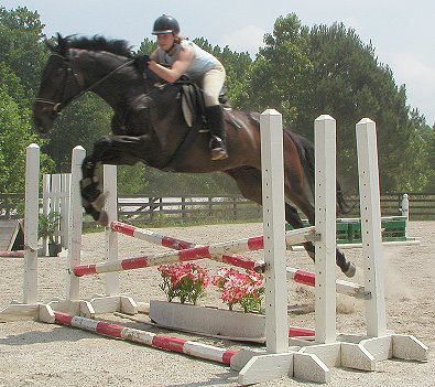 Joe Bear - Horse for sale at Bits & Bytes Farm