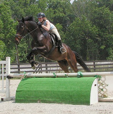 Joe Bear - Horse for sale at Bits & Bytes Farm