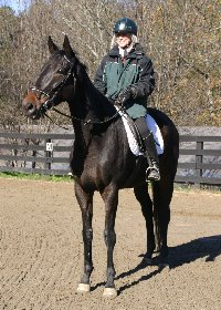 GA Wells and Joe Bear - Thoroughbred for sale at Bits & Bytes Farm