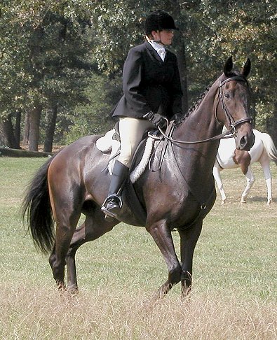 Bits & Bytes Farm's Joe Bear at the Shakerag Hunter Trials