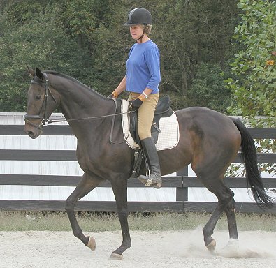 Horses for sale at Bits & Bytes Farm