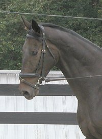 Thoroughbreds for sale at Bits & Bytes Farm