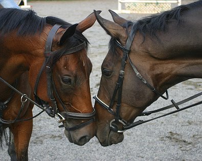 Paula has helped us train and sell many horses over the years. Ace's Angel and Joe Bear. 