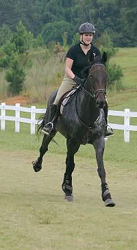 Joe Bear - Horse for sale at Bits & Bytes Farm