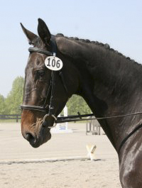 Joe Bear at Oxer Farm in May 2005