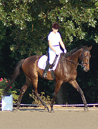 OTTB - Joe Bear doing dressage at Oxer Farm. July 12, 2008