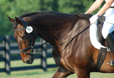 Joe Bear does dressage at Oxer Farm in Georgia. July 2008