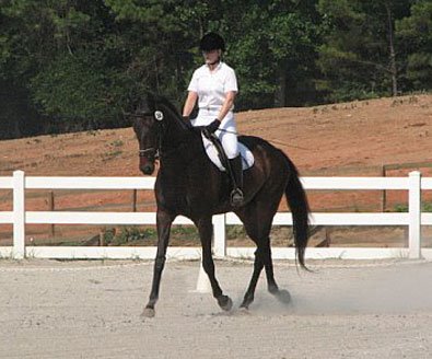 OTTB - Joe Bear and his mom Paula compete in dressage. 