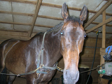 Joe Bear in braids for his eventing debut.