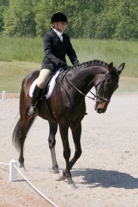 Bits & Bytes Farm Thoroughbred for Sale - Joe Bear at Oxer Farm.