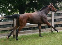 Thoroughbred horses for sale