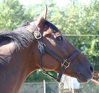 Our newest Thoroughbred horse for sale