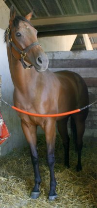 Knight Villain - Thoroughbred for sale at Bits & Bytes Farm