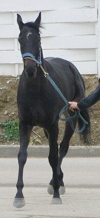 Legacy's Star at Thistledown Race Track