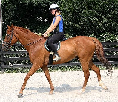 Light Artillery is a Thoroughbred Horse for Sale at Bits & Bytes Farm.