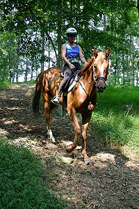 Light Artillery is a Thoroughbred Horse for Sale at Bits & Bytes Farm.