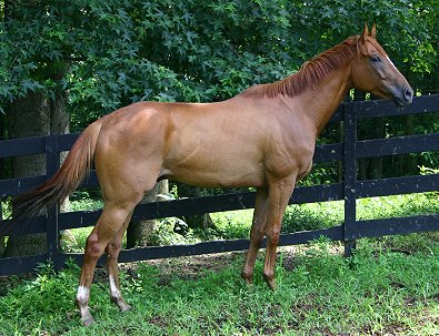 Light Artillery is a chestnut Thoroughbred horse for sale at Bits & Bytes Farm.