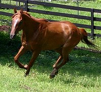 Light Artillery is a Thoroughbred Horse for Sale at Bits & Bytes Farm.