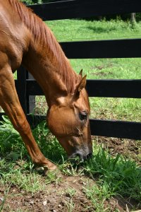 Light Artillery is now a Thoroughbred horse for sale at Bits & Bytes Farm