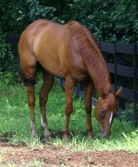 Light Artillery is now a Thoroughbred horse for sale at Bits & Bytes Farm