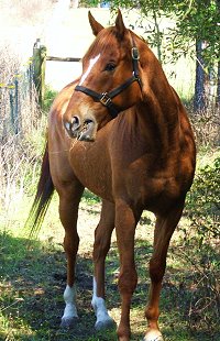 Light Artillery is living in Florida until his mom comes home. 