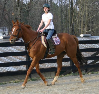 Horses for sale at Bits & Bytes Farm