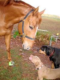 LIght Artillery and the dogs.