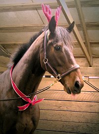 Lord Sexton in his antlers.